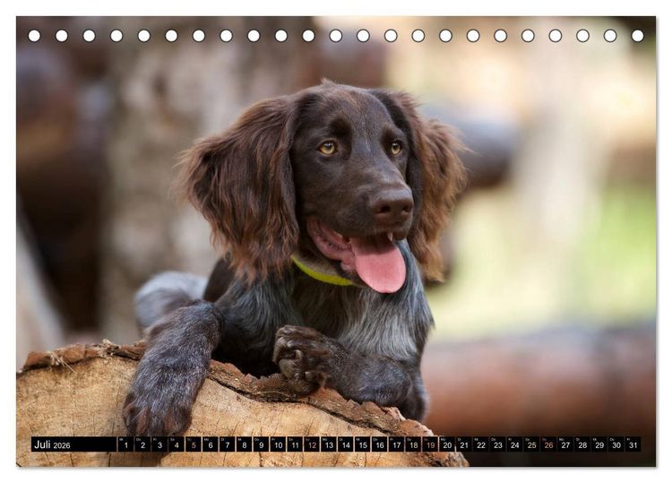 Produktbild: Faszination Jagdhund - Deutsch Langhaar (Tischkalender 2026 DIN A5 quer), CALVENDO Monatskalender