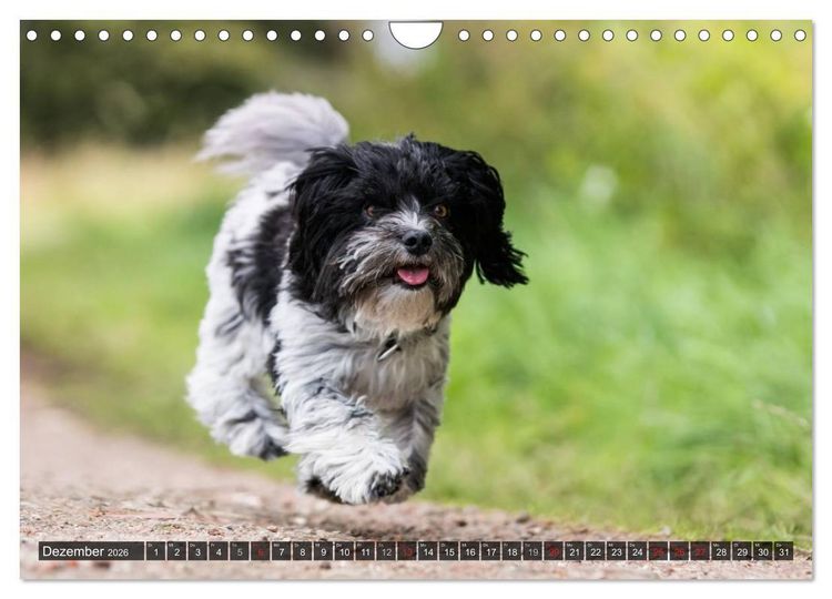 Produktbild: Spa&szlig; mit Havanesern (Wandkalender 2026 DIN A4 quer), CALVENDO Monatskalender