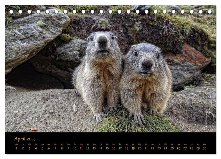 Produktbild: Wildlife - Verspielte Murmeltiere (Tischkalender 2026 DIN A5 quer), CALVENDO Monatskalender