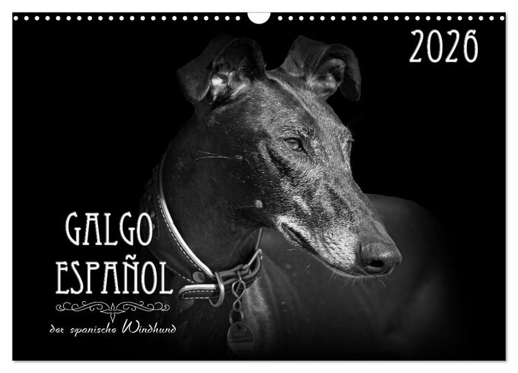 Produktbild: Galgo Espa&ntilde;ol - der spanische Windhund 2026 (Wandkalender 2026 DIN A3 quer), CALVENDO Monatskalender