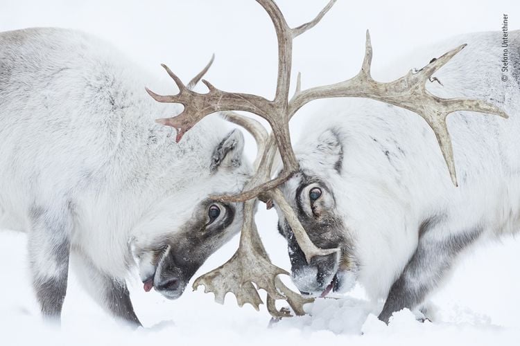 Produktbild: Wildlife Fotografien des Jahres &ndash; Portfolio 31