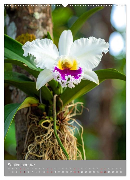 Produktbild: K&ouml;nigin Cattleya (hochwertiger Premium Wandkalender 2027 DIN A2 hoch), Kunstdruck in Hochglanz