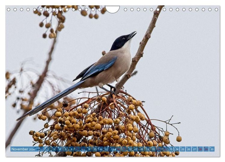 Produktbild: V&ouml;gel der Algarve (Wandkalender 2026 DIN A4 quer), CALVENDO Monatskalender