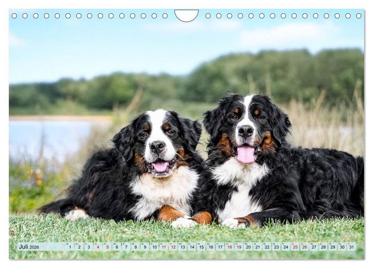 Produktbild: Berner Sennenhunde - Mit jedem Blick ein St&uuml;ck Geborgenheit (Wandkalender 2026 DIN A4 quer), CALVENDO Monatskalender