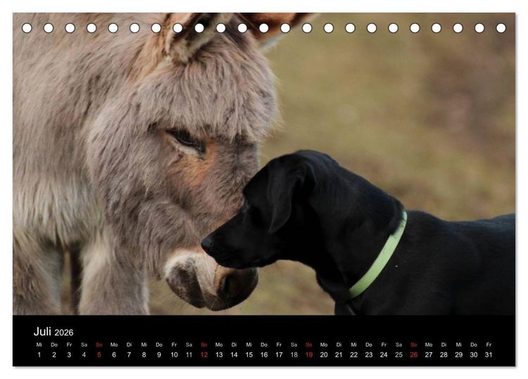 Produktbild: Der schwarze Hund und seine Freunde (Tischkalender 2026 DIN A5 quer), CALVENDO Monatskalender