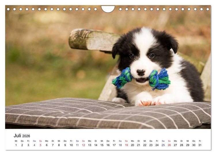 Produktbild: Pfotastische Border Collie Welpen (Wandkalender 2026 DIN A4 quer), CALVENDO Monatskalender