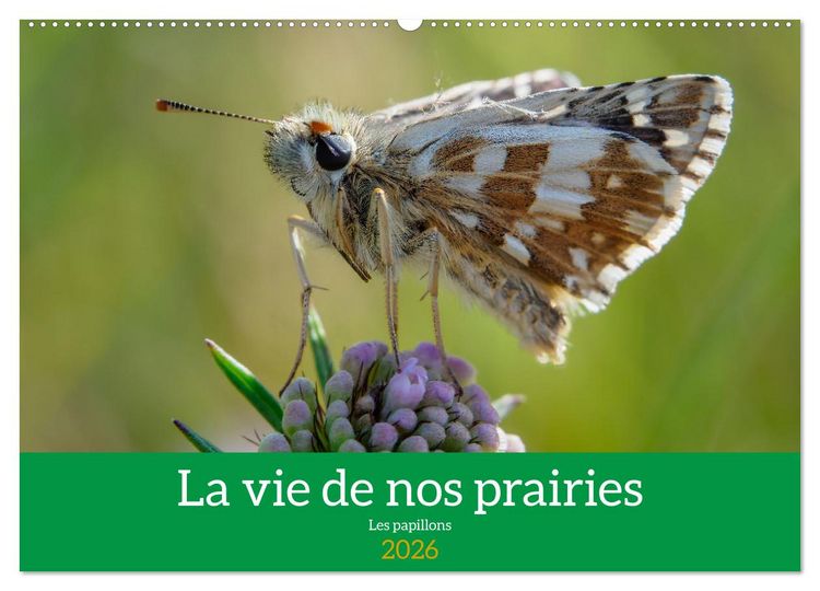 Produktbild: La vie de nos prairie, les papillons (Calendrier mural 2026 DIN A2 vertical), CALVENDO calendrier mensuel