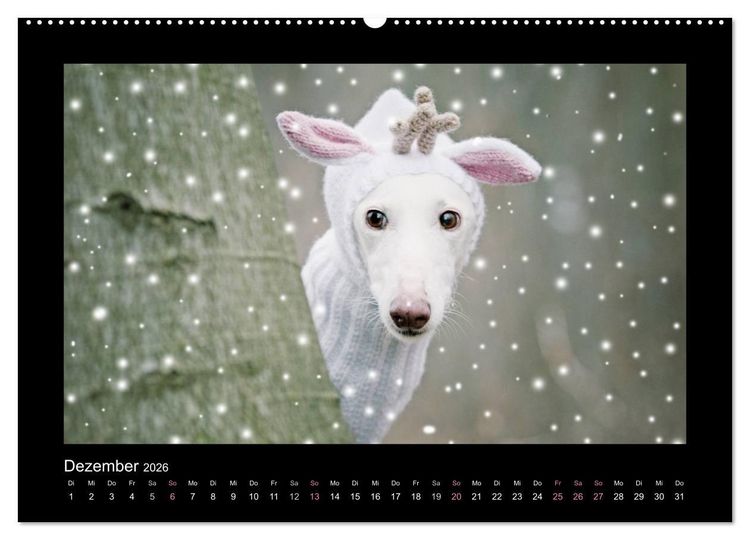 Produktbild: Windhund bunt (Wandkalender 2026 DIN A2 quer), CALVENDO Monatskalender