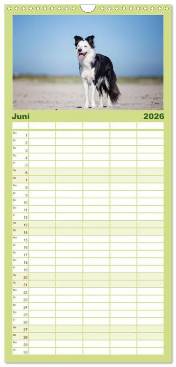 Produktbild: Familienplaner 2026 - Border Collies 2026 mit 5 Spalten (Wandkalender, 21 x 45 cm) CALVENDO