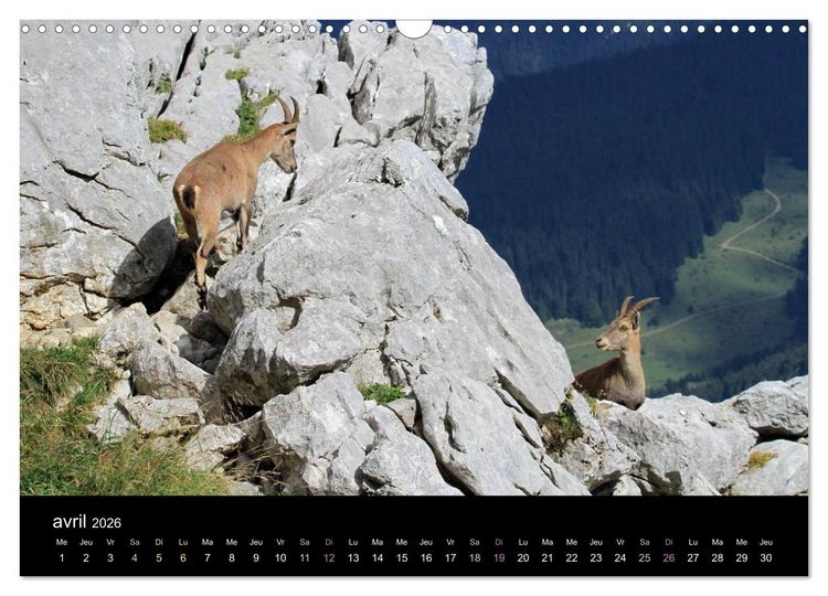 Produktbild: Bouquetins des Alpes (Calendrier mural 2026 DIN A3 vertical), CALVENDO calendrier mensuel