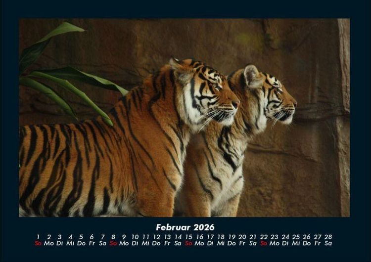 Produktbild: Tiger 2026 Fotokalender DIN A4