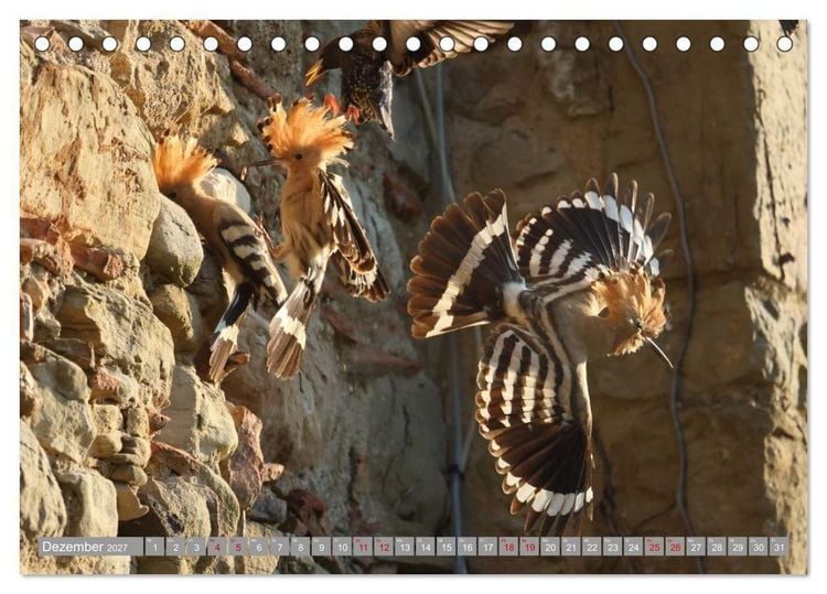 Produktbild: V&ouml;gel im Fluge - Ocells en vol (Tischkalender 2027 DIN A5 quer), CALVENDO Monatskalender