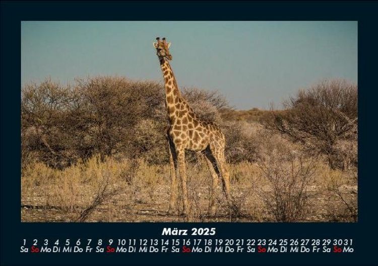 Produktbild: Giraffen 2025 Fotokalender DIN A5
