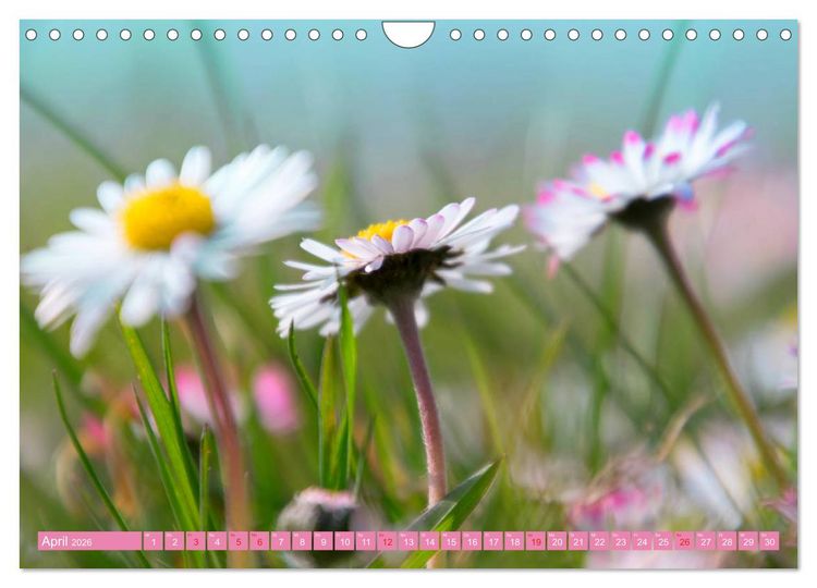 Produktbild: G&auml;nsebl&uuml;mchen Poesie (Wandkalender 2026 DIN A4 quer), CALVENDO Monatskalender