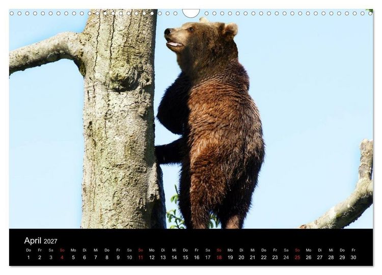 Produktbild: B&auml;ren im Nationalpark Bayerischer Wald (Wandkalender 2027 DIN A3 quer), CALVENDO Monatskalender