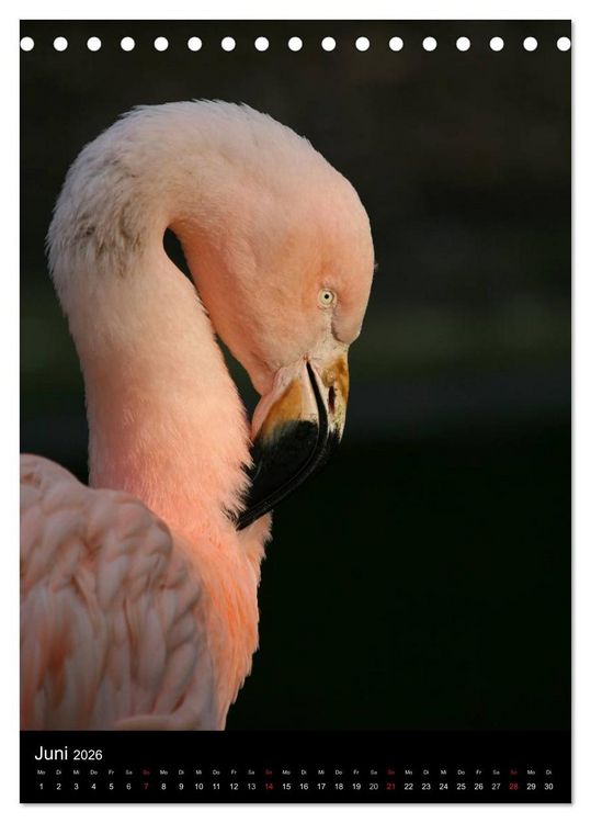 Produktbild: Flamingos - Eleganz in Rot und Rosa (Tischkalender 2026 DIN A5 hoch), CALVENDO Monatskalender