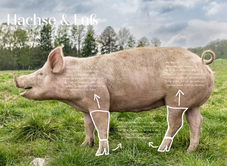 洋書 SCHWEIN : VON KOPF BIS FUSS DAS KOCHBUCH SCHWEIN. Von Kopf bis Fuß. Das Kochbuch. | Der Feinschmecker