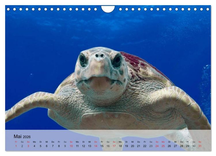 Produktbild: Meeresschildkr&ouml;ten. Nomaden der Ozeane (Wandkalender 2026 DIN A4 quer), CALVENDO Monatskalender