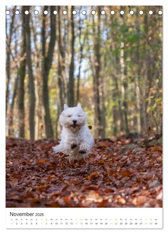 Produktbild: Der Westie - Portrait eines West Highland White Terriers (Tischkalender 2026 DIN A5 hoch), CALVENDO Monatskalender