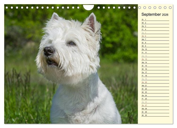 Produktbild: Kobold auf 4 Pfoten - West Highland White Terrier (Wandkalender 2026 DIN A4 quer), CALVENDO Monatskalender
