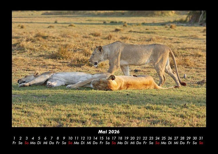 Produktbild: L&ouml;wen in der Wildnis 2026 Fotokalender DIN A3