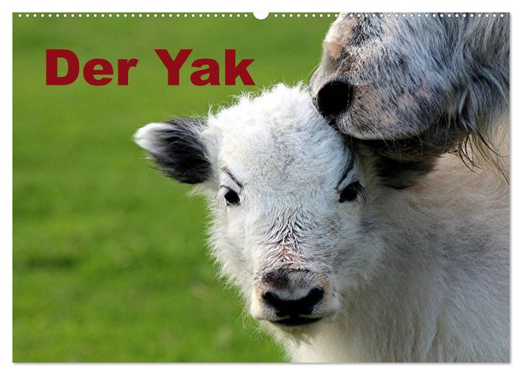 Produktbild: Der Yak (Wandkalender 2026 DIN A2 quer), CALVENDO Monatskalender