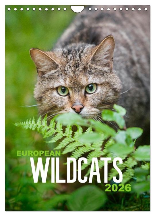 Produktbild: European Wildcats (Wall Calendar 2026 DIN A4 portrait), CALVENDO 12 Month Wall Calendar