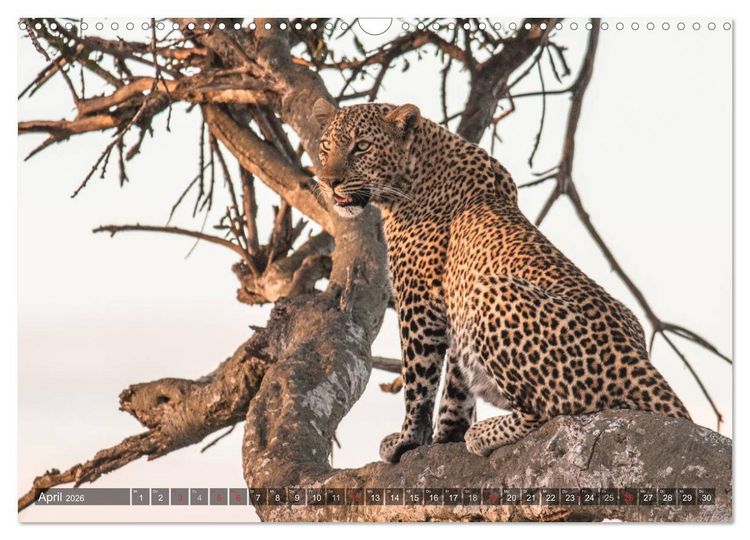 Produktbild: Leoparden - Geheimnisvolle J&auml;ger (Wandkalender 2026 DIN A3 quer), CALVENDO Monatskalender
