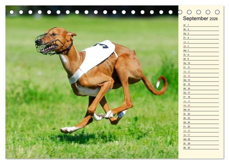 Produktbild: Windhund der W&uuml;ste - Der Azawakh (Tischkalender 2026 DIN A5 quer), CALVENDO Monatskalender