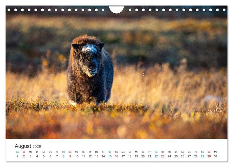 Produktbild: Die letzten Moschusochsen Europas (Wandkalender 2026 DIN A4 quer), CALVENDO Monatskalender