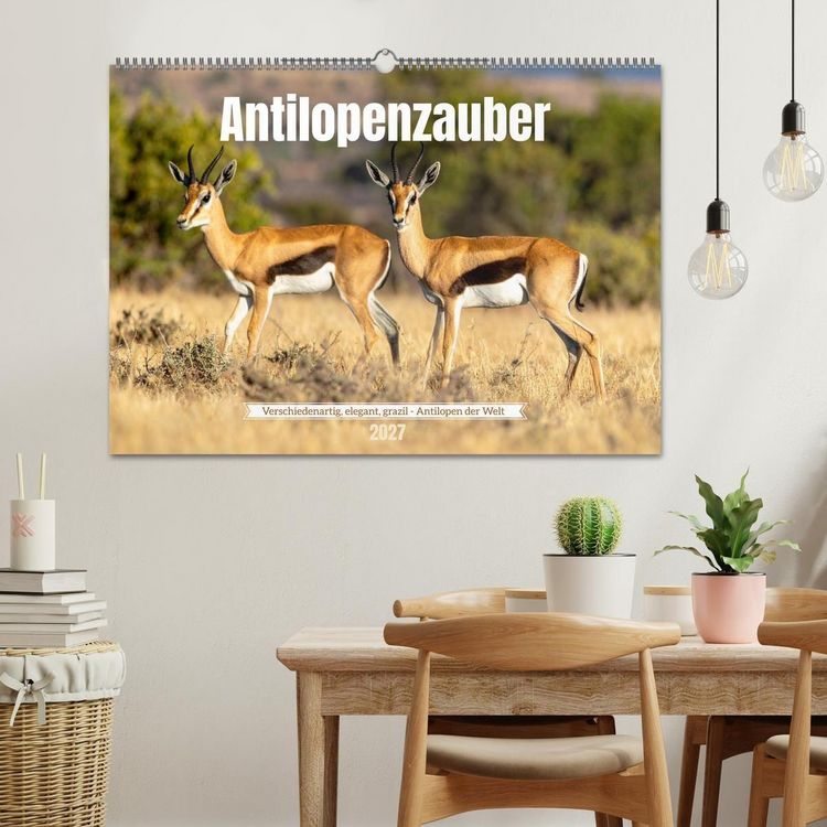 Produktbild: Antilopenzauber (Wandkalender 2027 DIN A2 quer), CALVENDO Monatskalender