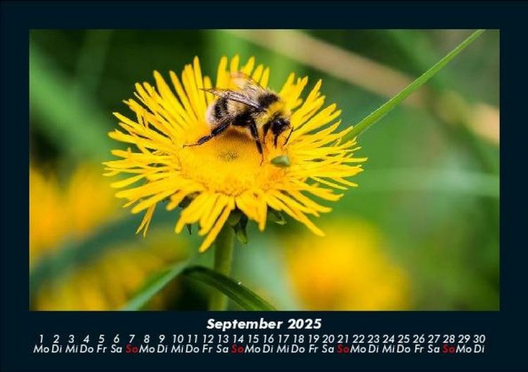 Produktbild: Bien 2025 Fotokalender DIN A5