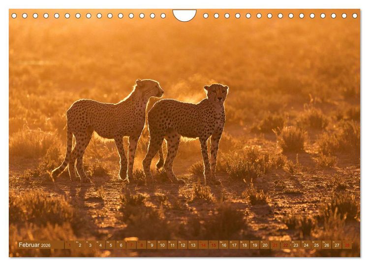 Produktbild: Afrikas Tierwelt - Geparde (Wandkalender 2026 DIN A4 quer), CALVENDO Monatskalender