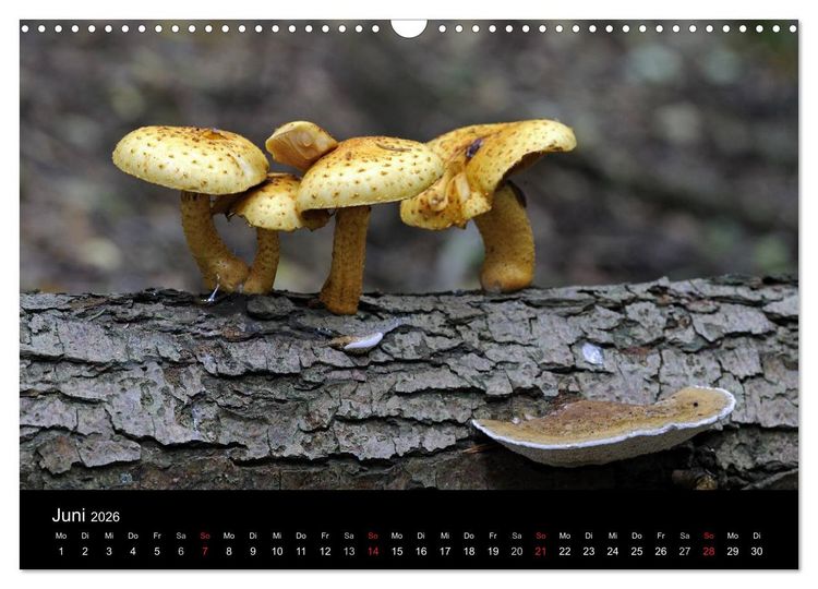 Produktbild: Pilze (Wandkalender 2026 DIN A3 quer), CALVENDO Monatskalender