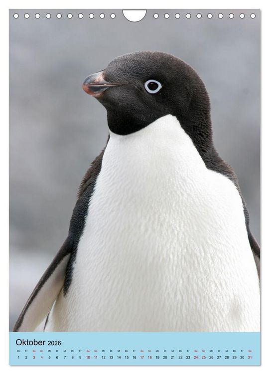 Produktbild: Antarktis - Das Gebiet der Pinguine (Wandkalender 2026 DIN A4 hoch), CALVENDO Monatskalender
