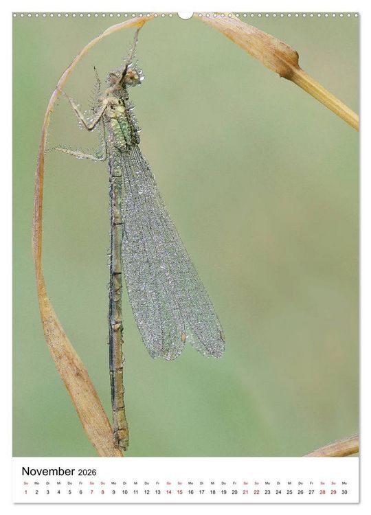 Produktbild: Insekten,Sch&ouml;nheiten der Natur (Wandkalender 2026 DIN A2 hoch), CALVENDO Monatskalender