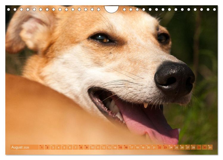 Produktbild: Witziger Windhund - Portugiesischer Galgo (Wandkalender 2026 DIN A4 quer), CALVENDO Monatskalender