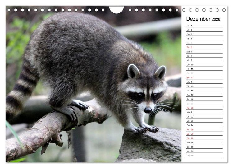 Produktbild: Der kleine R&auml;uber mit Maske - Waschb&auml;ren (Wandkalender 2026 DIN A4 quer), CALVENDO Monatskalender