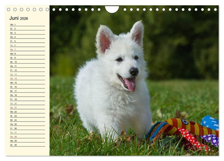Produktbild: Wei&szlig;er Schweizer Sch&auml;ferhund - Ein Tag im Leben einer Hundefamilie (Wandkalender 2026 DIN A4 quer), CALVENDO Monatskalender