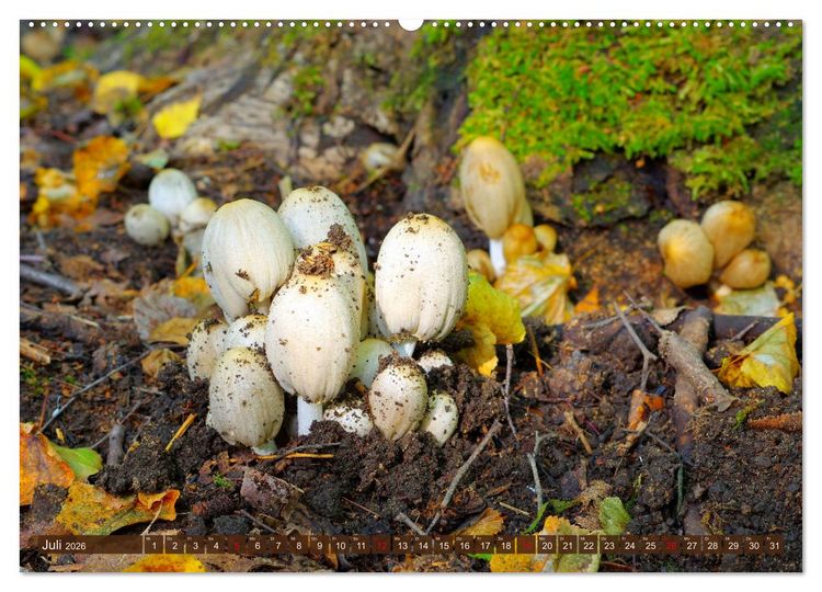 Produktbild: Herbstzeit ist Pilzezeit (hochwertiger Premium Wandkalender 2026 DIN A2 quer), Kunstdruck in Hochglanz