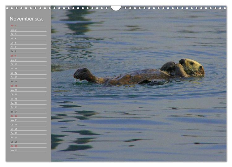 Produktbild: Otter. Frech, laut und clever (Wandkalender 2026 DIN A3 quer), CALVENDO Monatskalender