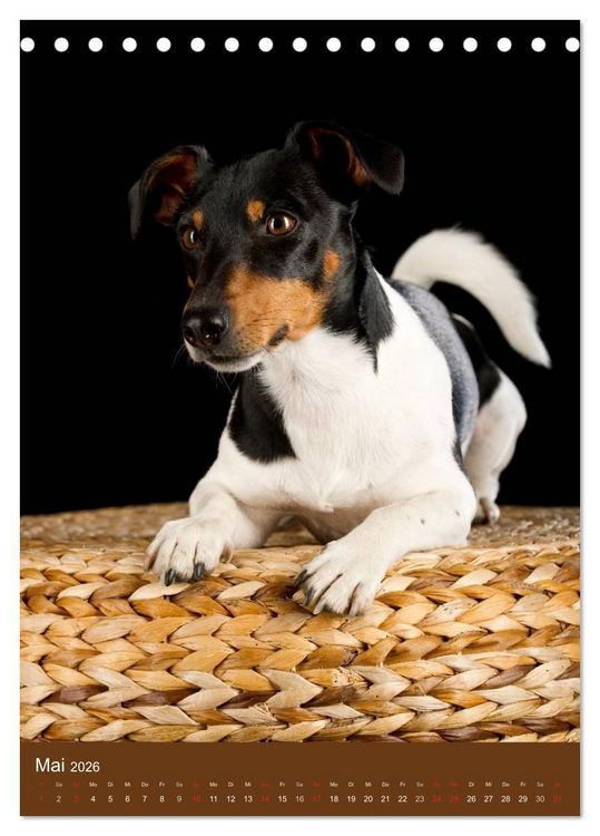 Produktbild: Jack Russell Terrier (Tischkalender 2026 DIN A5 hoch), CALVENDO Monatskalender