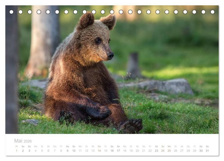 Produktbild: Braunb&auml;ren - pelzige Riesen in Finnlands W&auml;ldern (Tischkalender 2026 DIN A5 quer), CALVENDO Monatskalender
