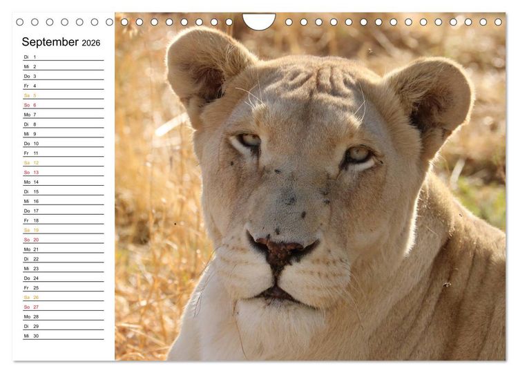 Produktbild: LION KING SELFIES L&ouml;wen hautnah (Wandkalender 2026 DIN A4 quer), CALVENDO Monatskalender