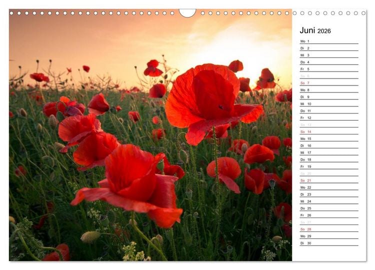 Produktbild: Ein Traum von Mohn (Wandkalender 2026 DIN A3 quer), CALVENDO Monatskalender