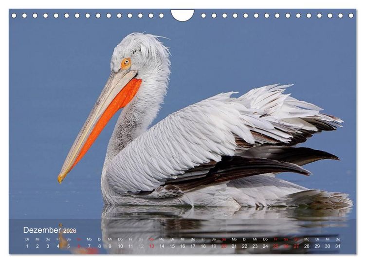 Produktbild: Pelikan-Kalender (Wandkalender 2026 DIN A4 quer), CALVENDO Monatskalender