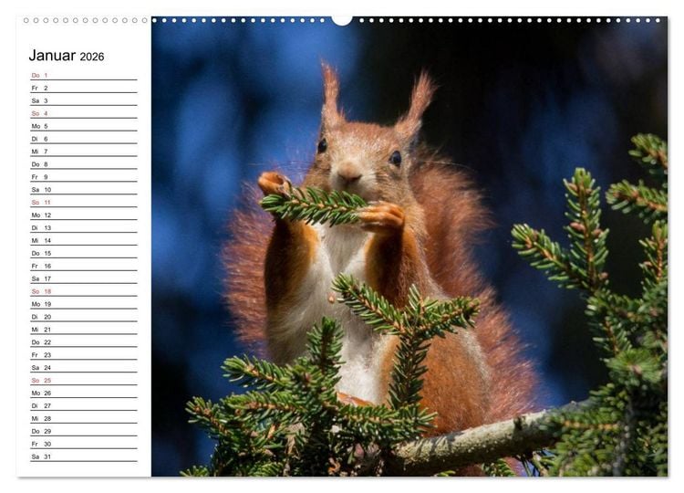Produktbild: Mit dem Eichh&ouml;rnchen durchs Jahr (Wandkalender 2026 DIN A2 quer), CALVENDO Monatskalender