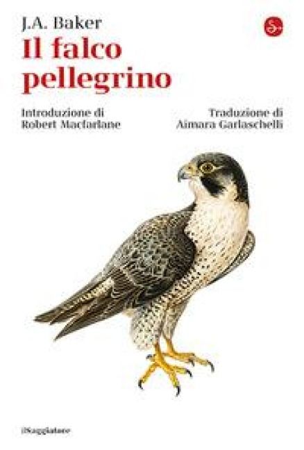 Produktbild: Il falco pellegrino