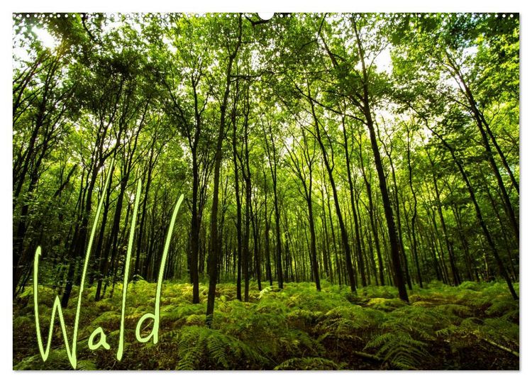 Produktbild: Wald (Wandkalender 2026 DIN A2 quer), CALVENDO Monatskalender