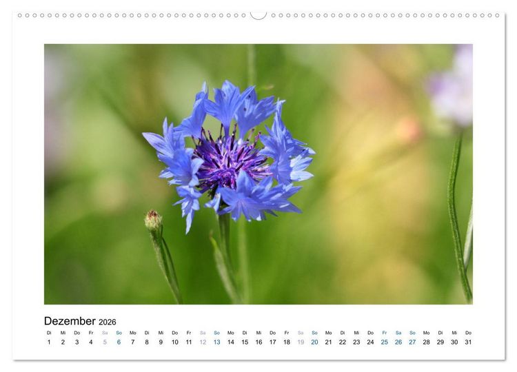 Produktbild: Kornblumen - Blaue Sch&ouml;nheiten (Wandkalender 2026 DIN A2 quer), CALVENDO Monatskalender